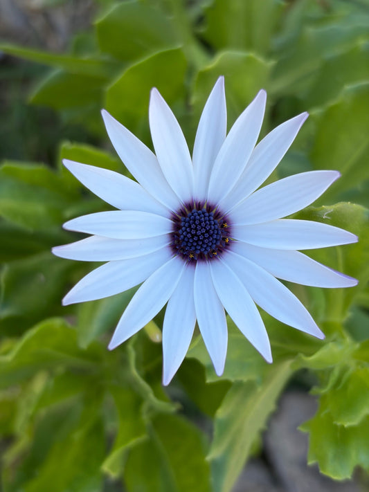 The Flowers That Kept Me Company